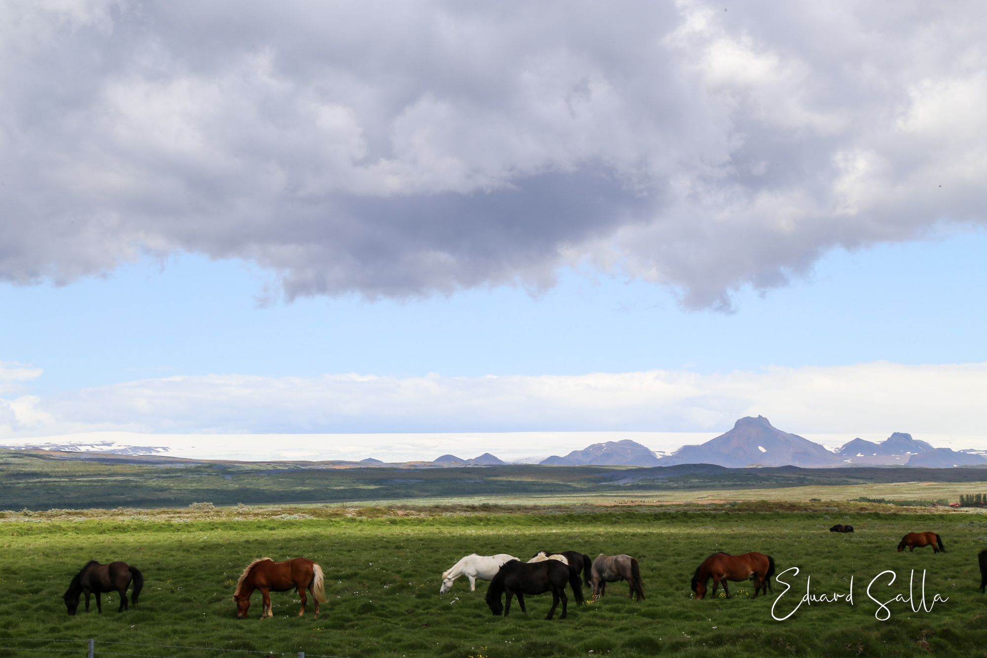Cavalls islandesos
