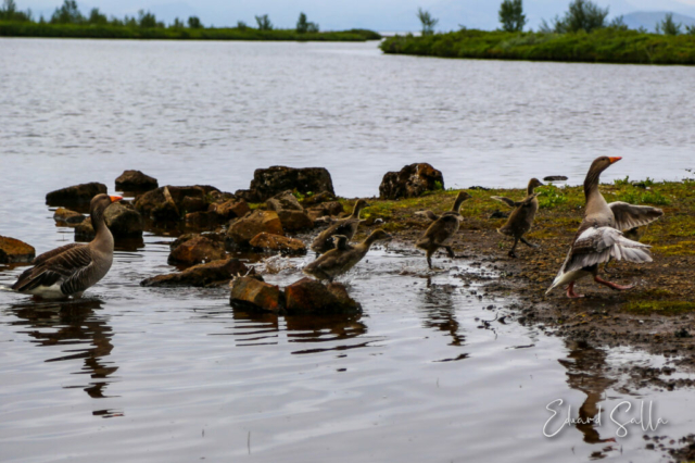 Þingvellir · Islàndia